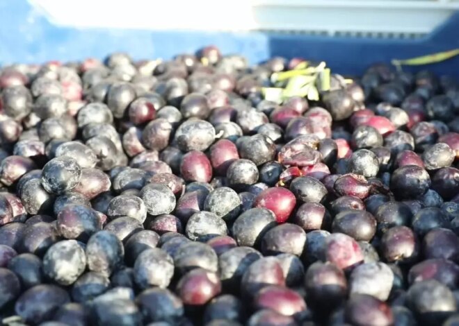 Mudanya Belediyesi Zeytin ve Zeytinyağında Yeni Bir Marka Oluşturuyor